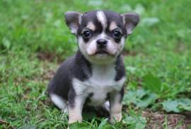 Chihuahua à donner, Calgary