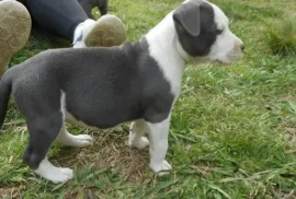 chiot American Staffordshire Terrier Femelle, ottawa