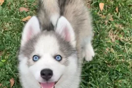 Adorable Chiot Husky Sibérien Femelle, quebec