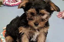  Très jolie Bébé Yorkshire Terrier , alberta