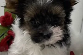  Très jolie Bébé Yorkshire Terrier , alberta