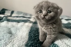 Chatons Scottish Fold disponibles, quebeck