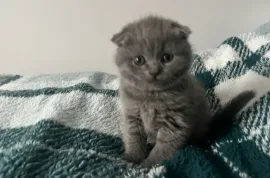 Chatons Scottish Fold disponibles, quebeck