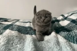 Chatons Scottish Fold disponibles, quebeck
