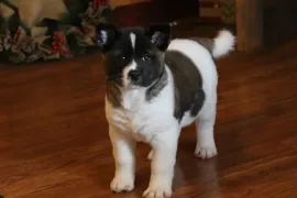 adorable chiot de type akita femelle , Moncton