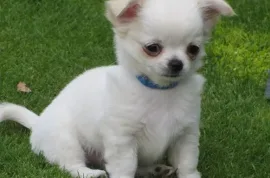 Adorable chiot chihuahua femelle, toronto