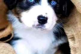 Adorable chiot type bouvier bernois femelle , Montréal