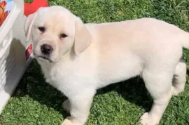 Adorable Chiot Labrador, Montréal 