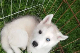 Chiot husky sibérien, Montréal 