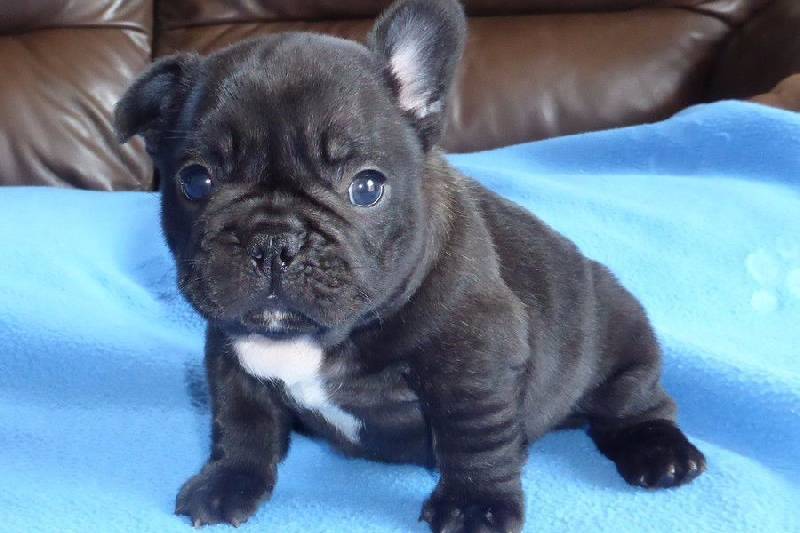 D.O.N CHIOT FEMELLE Bouledogue Français, Montréal