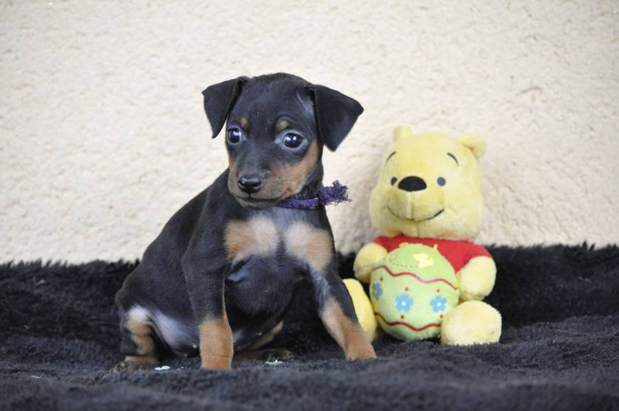 Superbes Chiot Pinscher Nain, QUEBEC