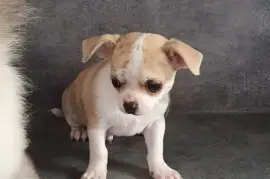 Chihuahua mâle de 3 moi, Quebec City