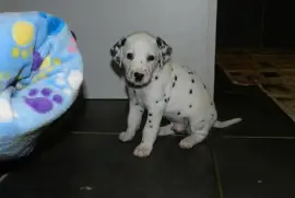 Magnifique chiot Dalmatien Mâle, Cotonou