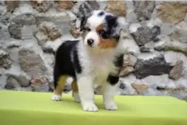 Très jolie chiot Berger Australien Femelle, Cotonou