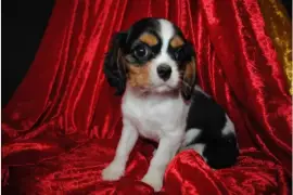 Jolie Chiot Cavalier King Charles Femelle, Laval