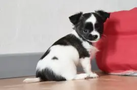 Chihuahua, Cotonou