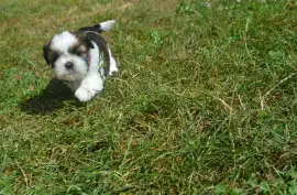  Chiot Mâle Shih Tzu, Quebec City