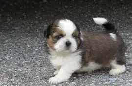 Chiots Shih Tzu , Quebec City