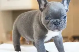 Chiots bouledogue Francais, Quebec City