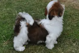 A Donner Chiot femelle Shih Tzu pure race LOF, Quebec City
