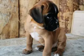 CHIOTS BOXER INSCRIT AU CKC, Gleizé