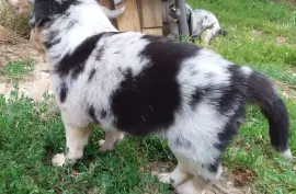 Chiots Border Collie, Gleizé