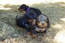 Teckel Poil Ras, Drummondville