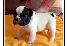Sublime chiots Bouledogue Français, MERCIER