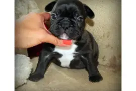 Sublime chiots Bouledogue Français, MERCIER