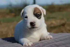 Chiots Jack Russell Pure Race, MONTREAL