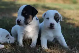 Chiots Jack Russell Pure Race, MONTREAL