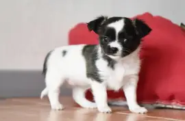 Chihuahua, Trois-Rivières