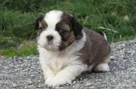 Chiots Shih Tzu , Quebec City