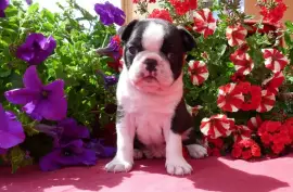 Adorable Chiot Boston Terrier Femelle, Beauharnois