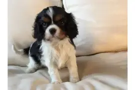 Chiot Cavalier Charles King Spaniel femelle, Châteauguay