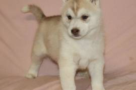 Bebe chiot husky siberien femelle Disponible, Charlottetown