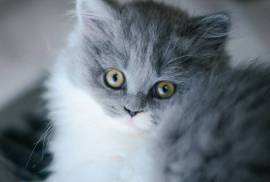 Adorable chatons british shorthair , Montreal