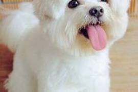 Très jolie chiot bichon maltais male et femelle, Pont-Rouge