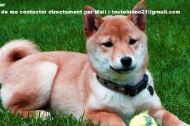 Chiot shiba inu male et femelle, Winnipeg