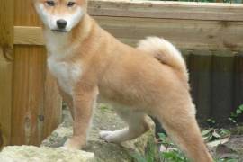 Chiot shiba inu male et femelle, Winnipeg