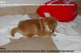 Chiot shiba inu male et femelle, Winnipeg
