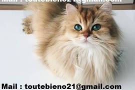 Chaton Smothie male et femelle, South Bar