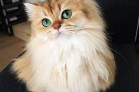 Chaton Smothie male et femelle, South Bar