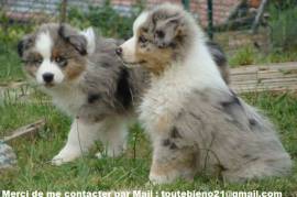 Superbe berger australien male et femelle
