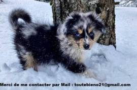 Superbe berger australien male et femelle