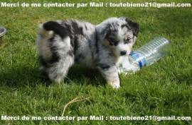 Superbe berger australien male et femelle