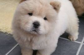 Chiot chow chow male et femelle, Calgary