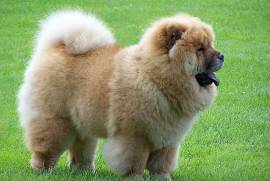 Chiot chow chow male et femelle, Calgary