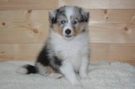 Chiot berger shetland male et femelle, Toronto