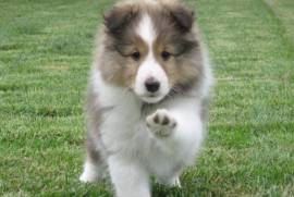 Chiot berger shetland male et femelle, Toronto